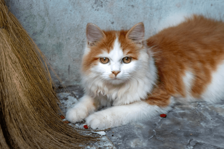 Cat Fur Colour Variations