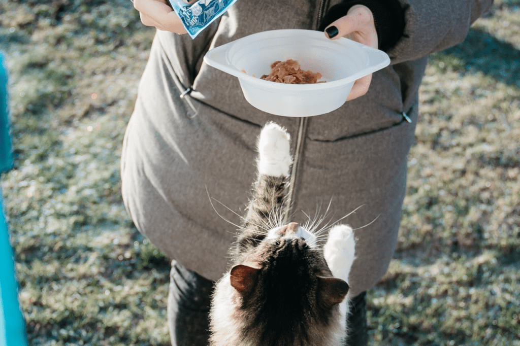 Feeding Your Cat