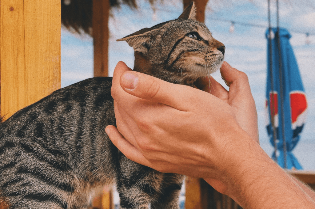 What Does Your Cat's Body Language Mean?