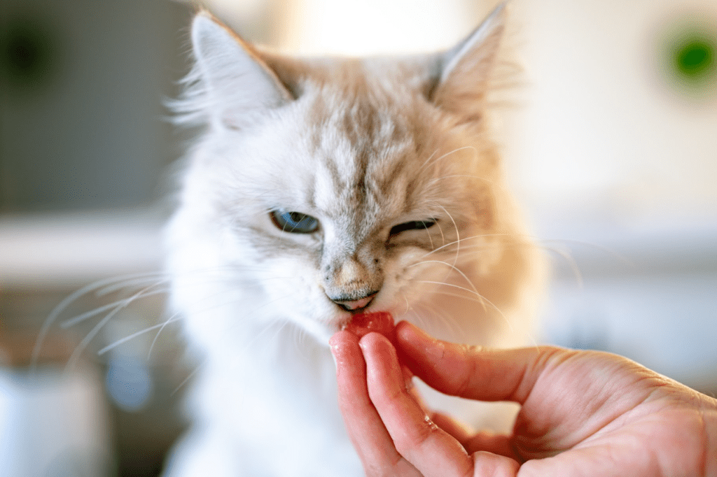 Switch Your Cat's Diet