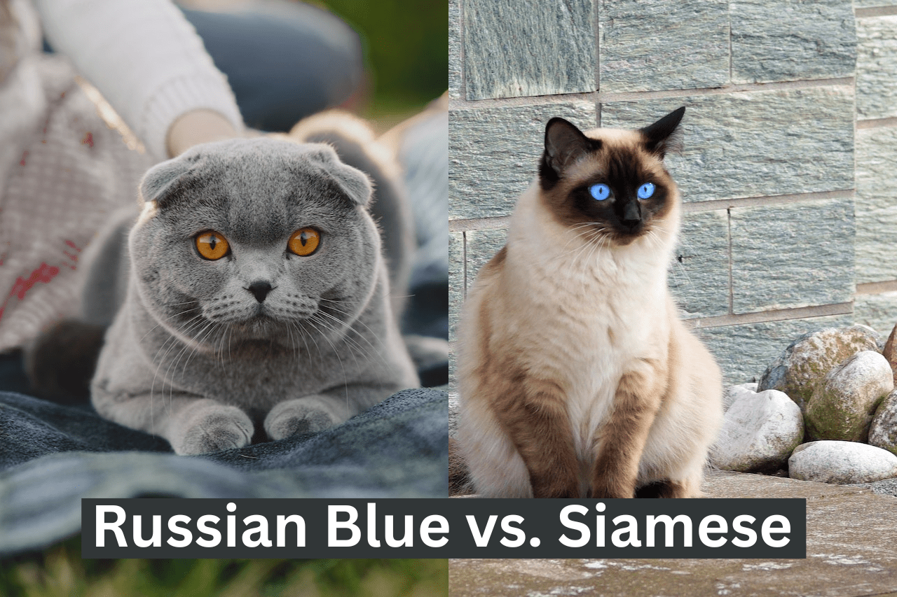 Comparing Two Popular Cat Breeds: Siamese vs. Russian Blue - Pettingbee