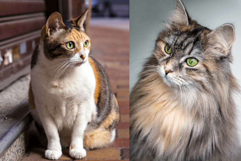 long-haired cats