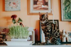 Bengal Cats