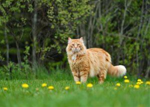 Maine Coon