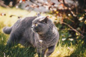 British Shorthair Cats