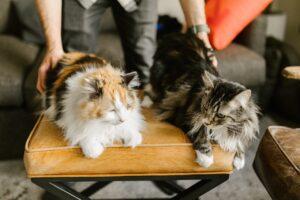 Maine Coon Cats 