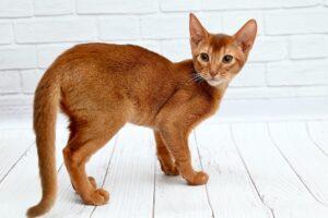 Abyssinian