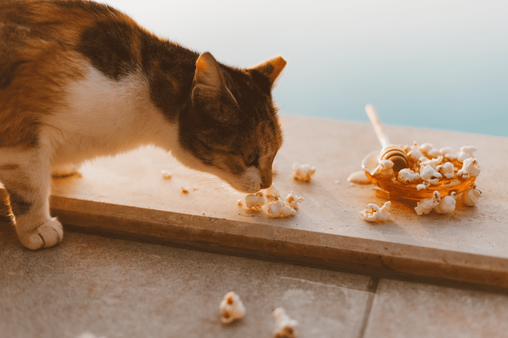 Can I Give My Cat Popcorn?