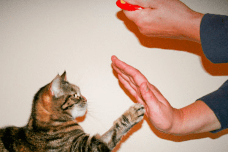 Keep reading to learn more about the basics of cat clicker training.