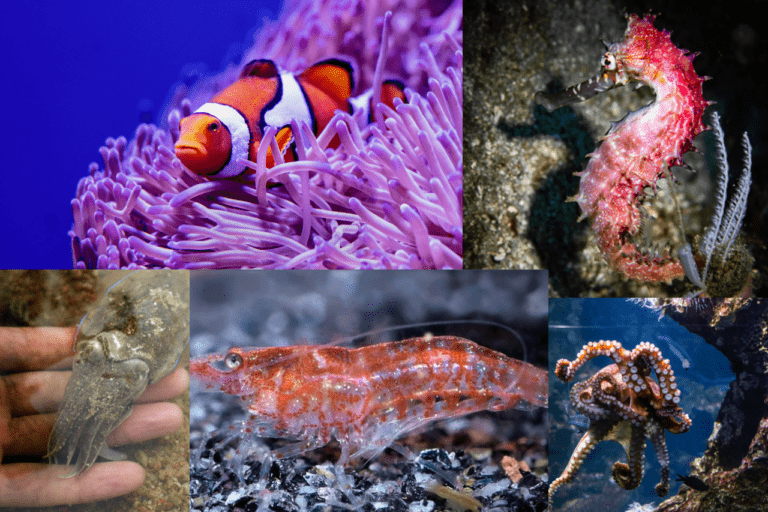 5 Trending Aquatic Pets to Help You Stand Out - Pettingbee