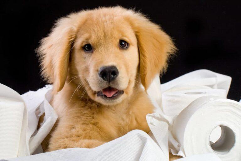 Potty Training Your New Puppy A New Guide