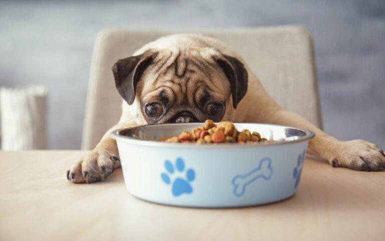 Surprising Facts About Feeding Your Dog