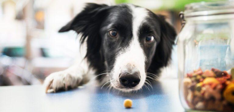 The Benefits of Proper Nutrition for Your Dog