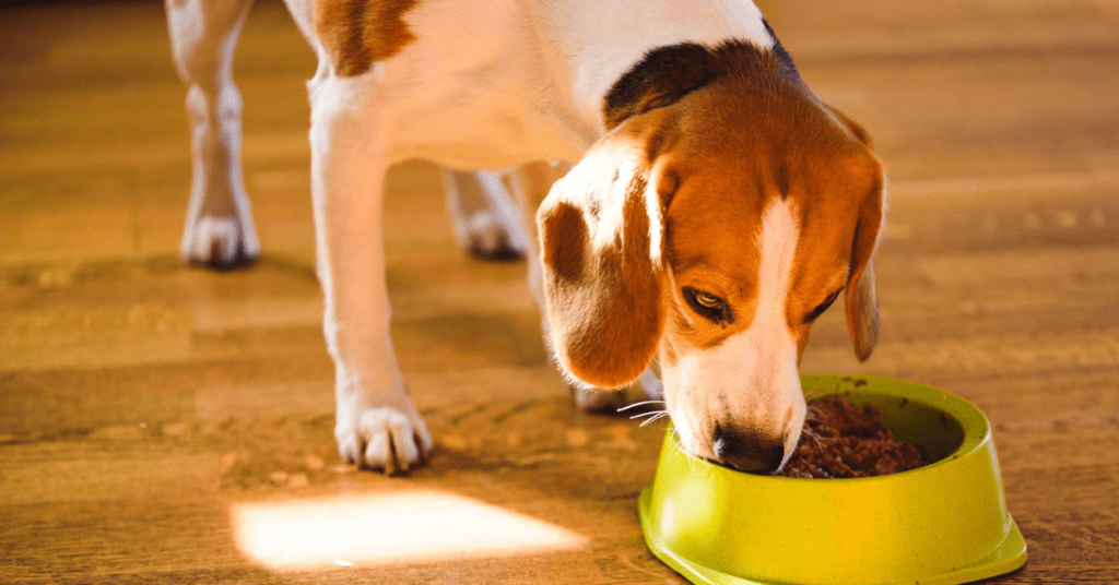 Good Diet Can Improve Your Dog's Health