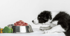 choose the right diet for dog