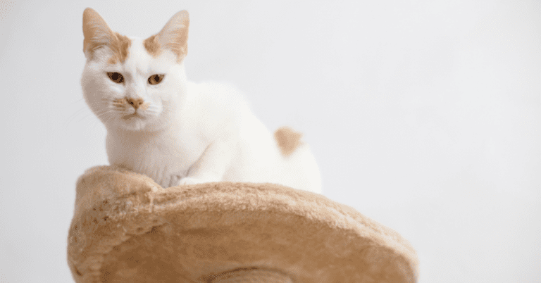 5 Reasons Why Cats Make the Purr-fect Pet