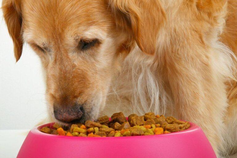 What Not to Feed Your Dog: The 5 Worst Foods for Dogs