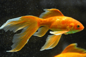 Goldfish