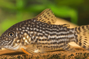 Corydoras Catfish 