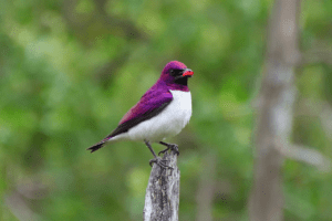 Violet-Backed Starling 