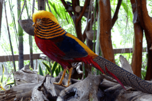 Golden Pheasant 