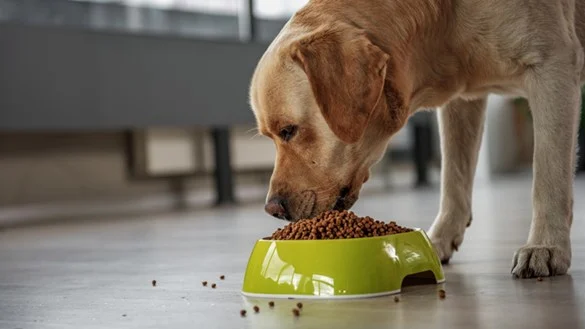 How to Keep Your Dog Healthy with Proper Nutrition