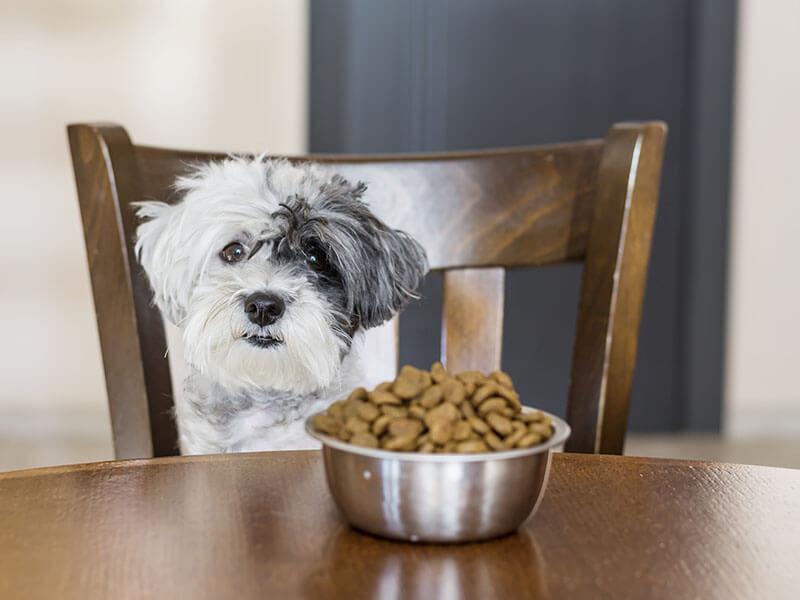 Keeping Your Pup Healthy _ A Guide to Dog Nutrition