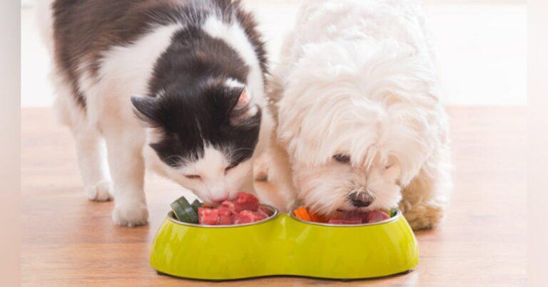 The Latest Trends in Dog Nutrition