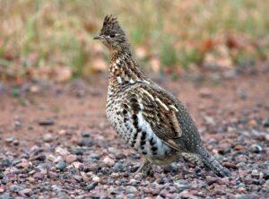 Ruffled Grouse