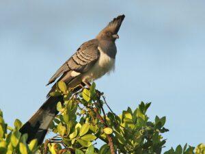 White Bellied Go Away Bird