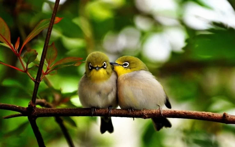 The Cutest Cave Birds You Should Consider Petting