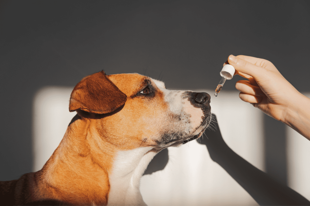 CBD Oil for Dogs