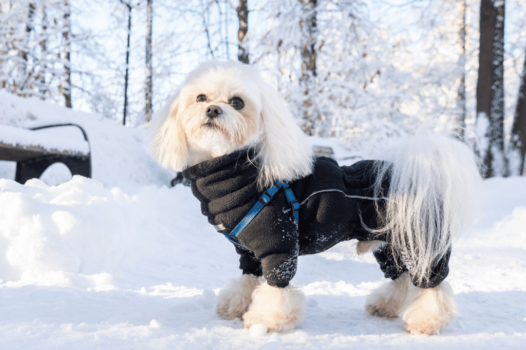 Dog Healthy this Winter