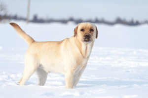 Labradors Retriever Dogs 