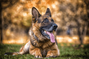 German Shepherds Dogs