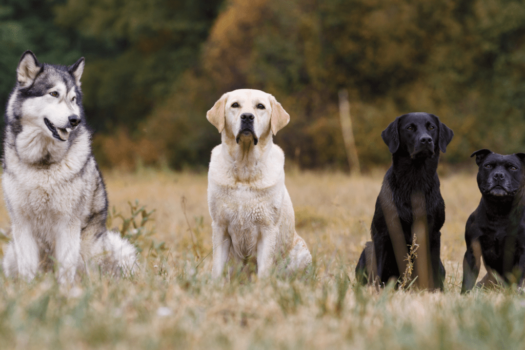 3 Dog Breeds to Add to Your Family in 2023