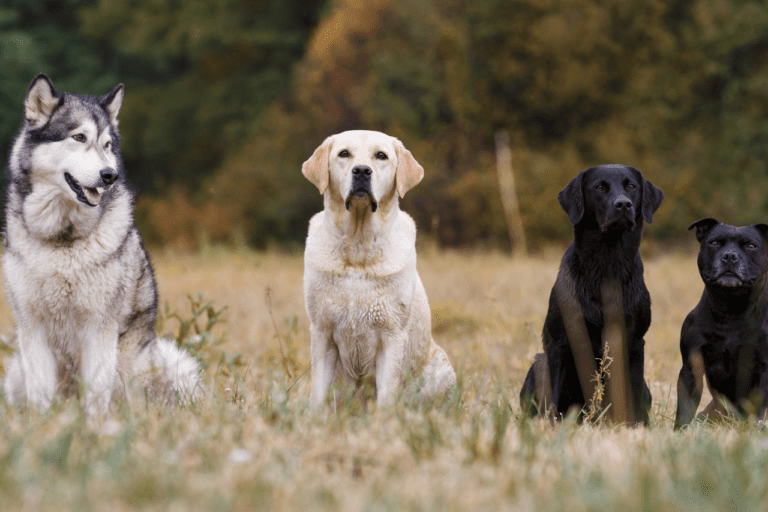 3 Dog Breeds to Add to Your Family in 2023