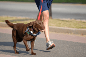 Dogs encourage an active lifestyle