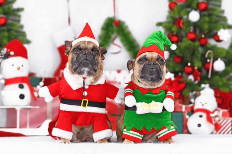 Christmas outfits for dogs