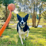 Everything You Need to Know About Dog Ball Launchers