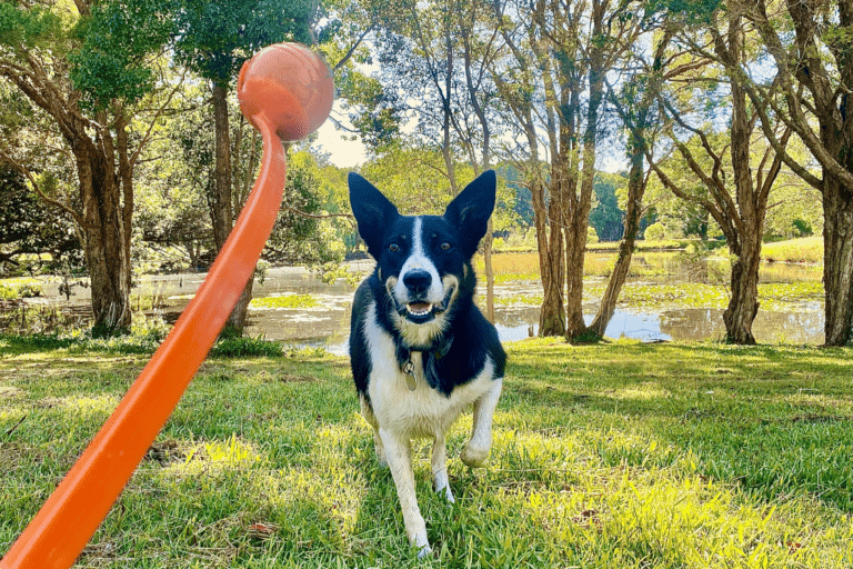 Dog Ball Launchers