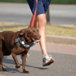 Dog GPS & Activity Trackers: Keeping Your Furry Friend Safe and Active