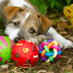 10 Best indestructible dog toys for tough dogs (1000+ tested)