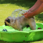 14 best dog paddling pools UK 2023: Top pools to keep your doggy cool this summer.