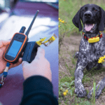 The 8 Best Dog GPS Trackers, Tested and Reviewed