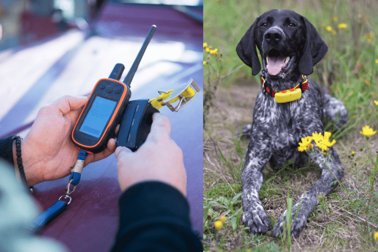 The 8 Best Dog GPS Trackers, Tested and Reviewed